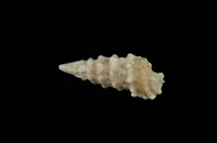 藏品(太平洋蟹守螺)的圖片